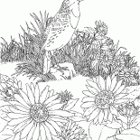 Жаворонок на охоте