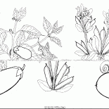 Баклажан и бобы