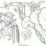 Салат, горох и фасоль