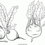 Свекла и кольраби