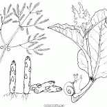 Спаржа и ревень