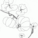 Начальный рост тыквы