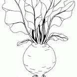 Свекла классическая