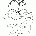 Помидор на грядки