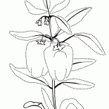 Сладкий перец