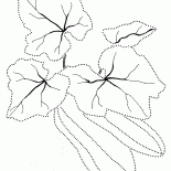 Кабачок обыкновенный