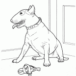 Бультерьер