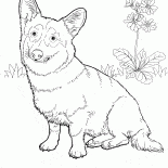 Вельш корги