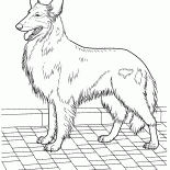 Колли
