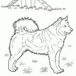 Лайка Хаски