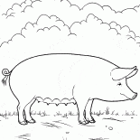 Свинья на ферме
