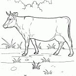 Корова на прогулке