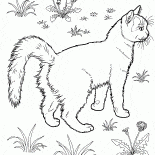 Кошка в саду