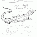 Варан на охоте