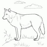 Хищник на охоте