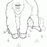 Огромная обезьяна