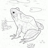 Лягушка у озёра