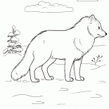 Песец