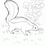 Скунс ищет пищу