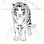Тигр в степи