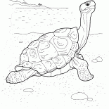 Черепаха у берега моря