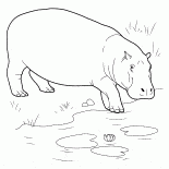 Бегемот идёт в водоём