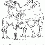 Верблюды в пустыне