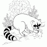 Енот нашёл пищу