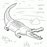 Крокодил вышел на сушу