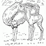 Ламы в степи